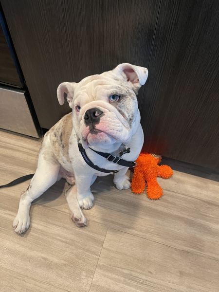 A bulldog with his favorite orange toy