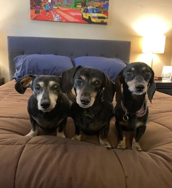 Three dachshunds lined up on a bed