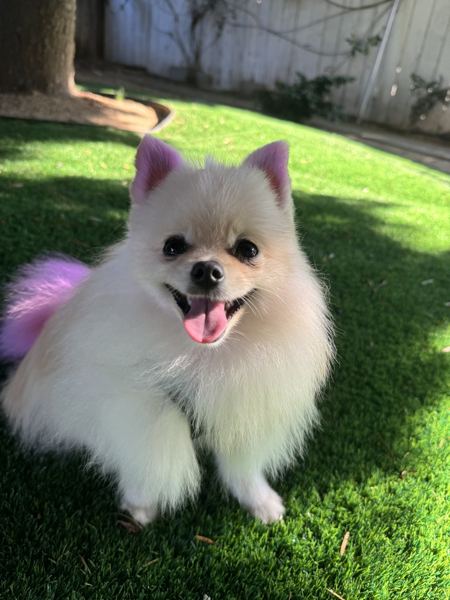 A smiling Pomeranian on the lawn