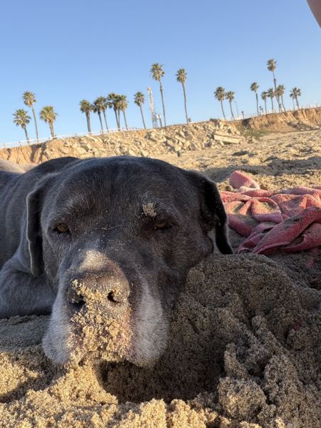 Rocky resting with a sandy nose under the palm trees