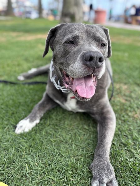 Rocky smiling on the grass
