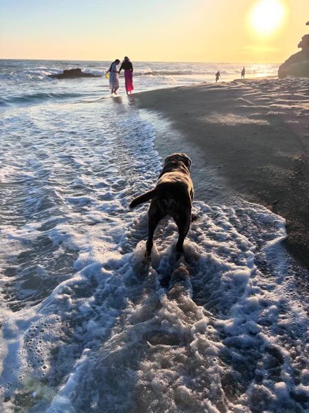 Rocky walking through the surf at sunset